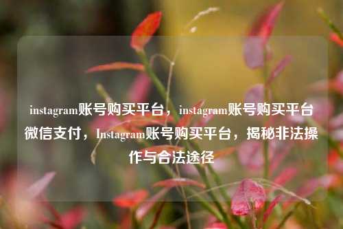instagram账号购买平台，instagram账号购买平台微信支付，Instagram账号购买平台，揭秘非法操作与合法途径